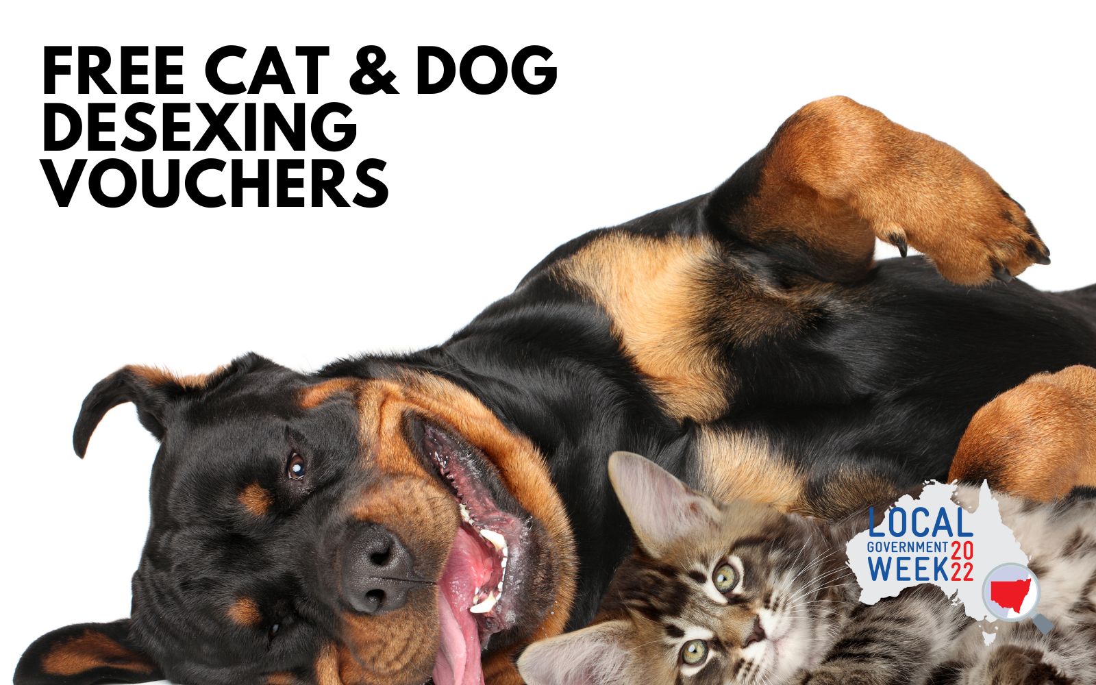 Free Cat Dog Desexing Vouchers The National Tribune   Website News Image Template 21 