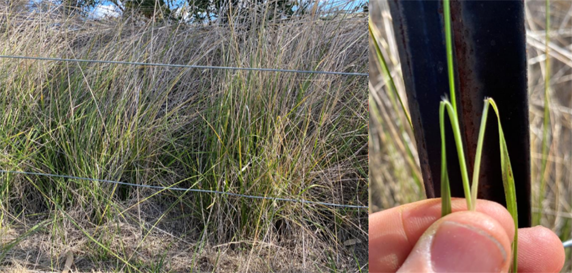 chilean needle grass.PNG