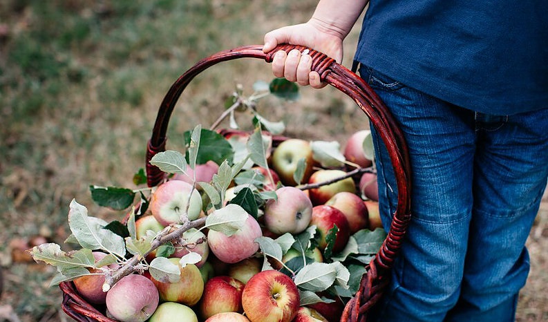 Hillside-Harvest-bucket-of-apples.jpg