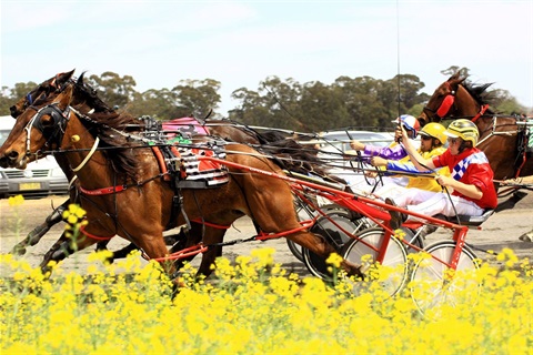 Canola Cup cover.jpg